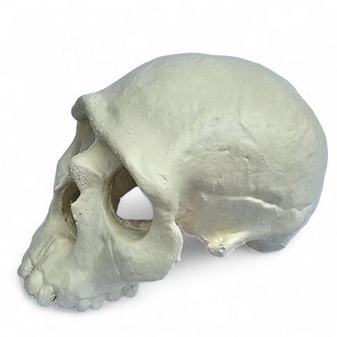 NEANDRTAL, PROTOHUMAIN, CRÂNE