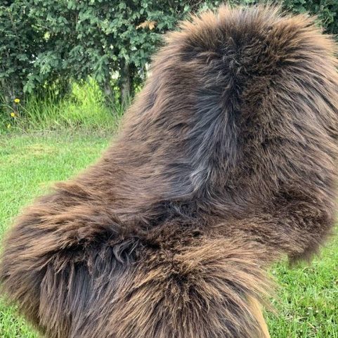 PEAU DE MOUTON, HEIDSCHNUCKE