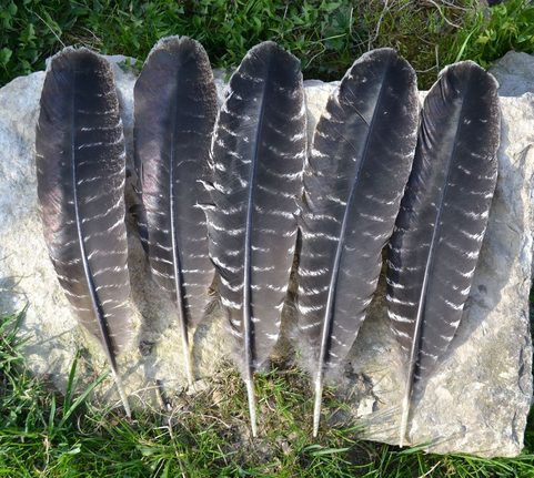 FEATHER FROM TURKEY, QUALITY I.
