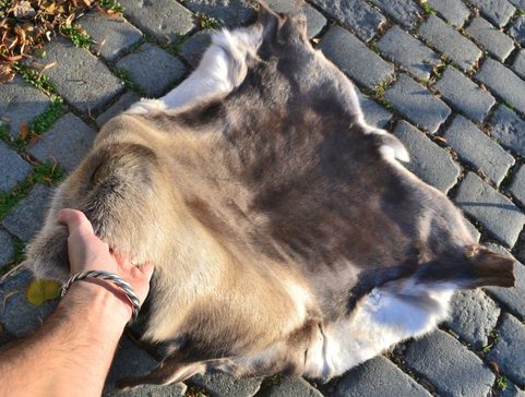 REINDEER FUR FROM LAPLAND, HIGH QUALITY