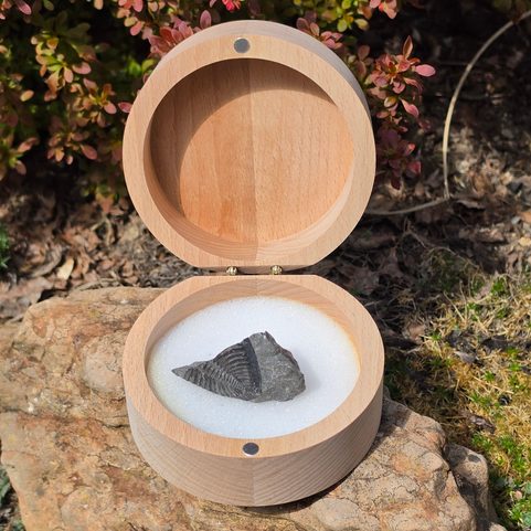 WOODEN BOX FOR FOSSILS, TRILOBIT