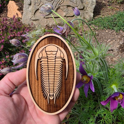 DÉCORATION MURALE, TRILOBITE PETIT