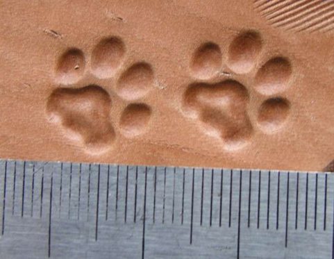 CAT TRACK, LEATHER STAMP