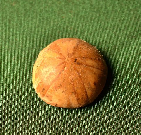 FOSSIL SEA URCHIN