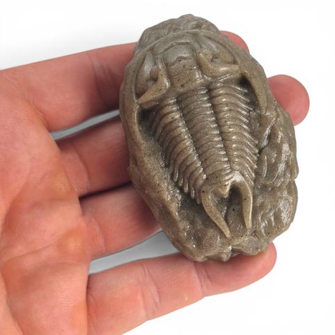 FIGURINE DE TRILOBITE