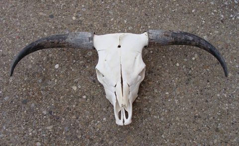 COW SKULL HANGING