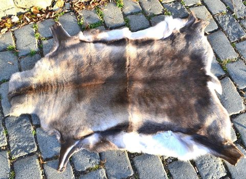 REINDEER FUR FROM LAPLAND, HIGH QUALITY