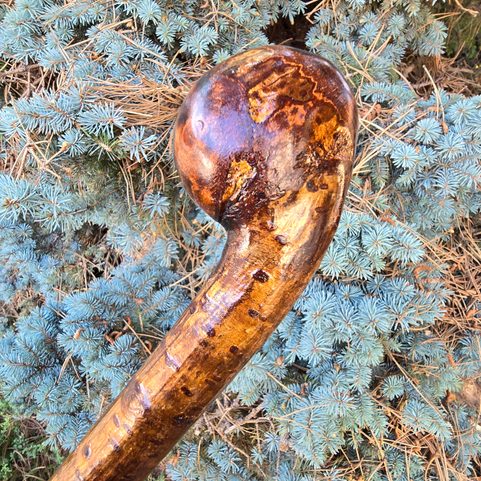 SHILLELAGH - IRISH CANE, HAZEL, CASEY'S BLACKTHORNS