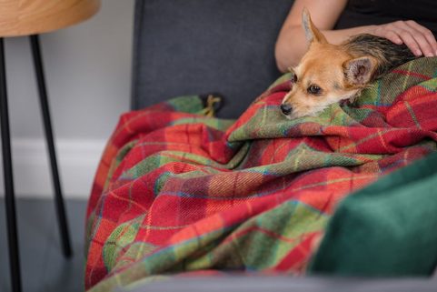 WICKLOW TARTAN, LUXUS-WOLLDECKE, IMPORT: IRLAND