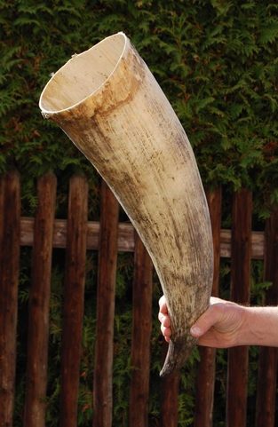 WIDE UNPOLISHED HORN