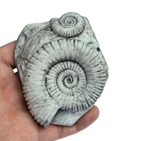 AMONIT, REPLICA OF A FOSSIL