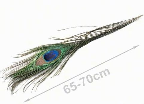 LONG PEACOCK FEATHER