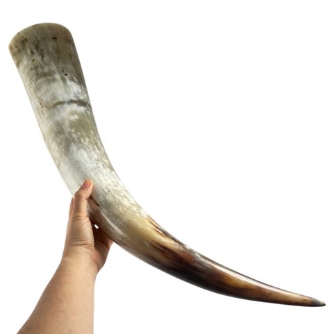 DRINKING HORN, LONG, 2.5 LITRE