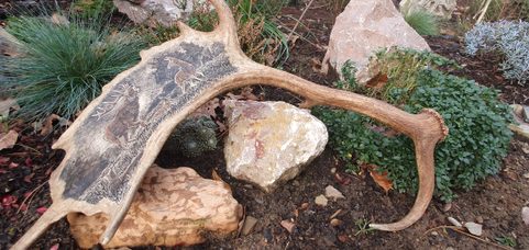 DEER AND DOE, FALLOW DEER ANTLER - SCRIMSHAW