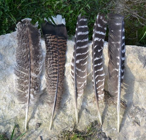 FEATHER FROM TURKEY, QUALITY II.