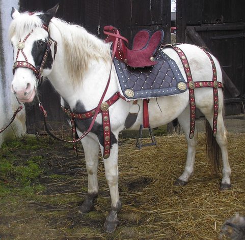 HORSE SADDLE AND COSTUME