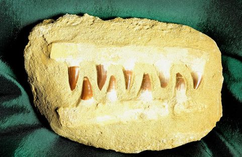 JAW OF MOSASAURUS ANCEPS