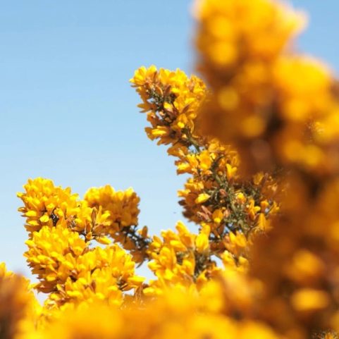 HIGHLAND GORSE TRAVEL CONTAINER CANDLE