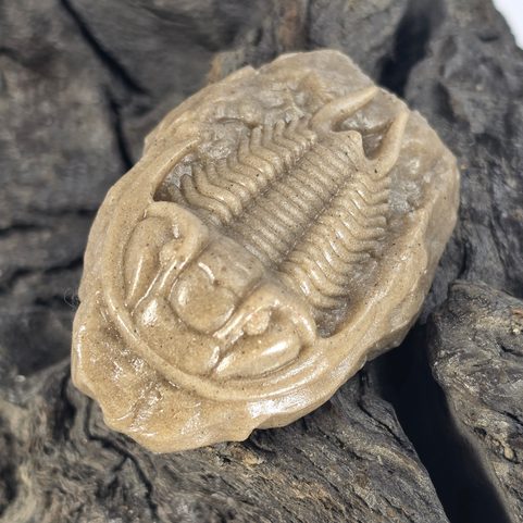 FIGURINE DE TRILOBITE