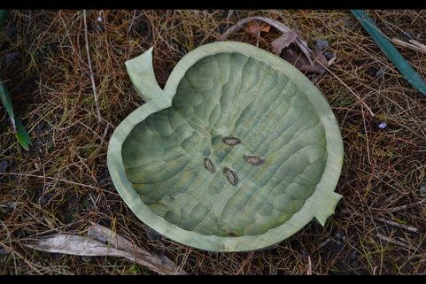 THE APPLE, HAND CARVED DISH