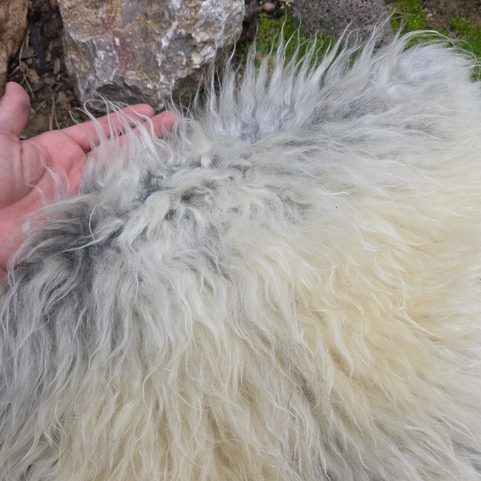 SHEEPSKIN, SWEDISH MELERADE SHEEP