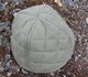 TEXTILE ARMING CAP