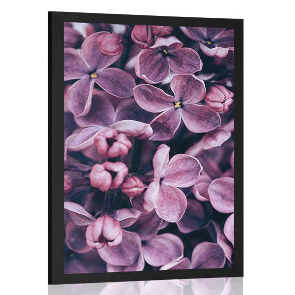 Plakát fialové květy šeříku