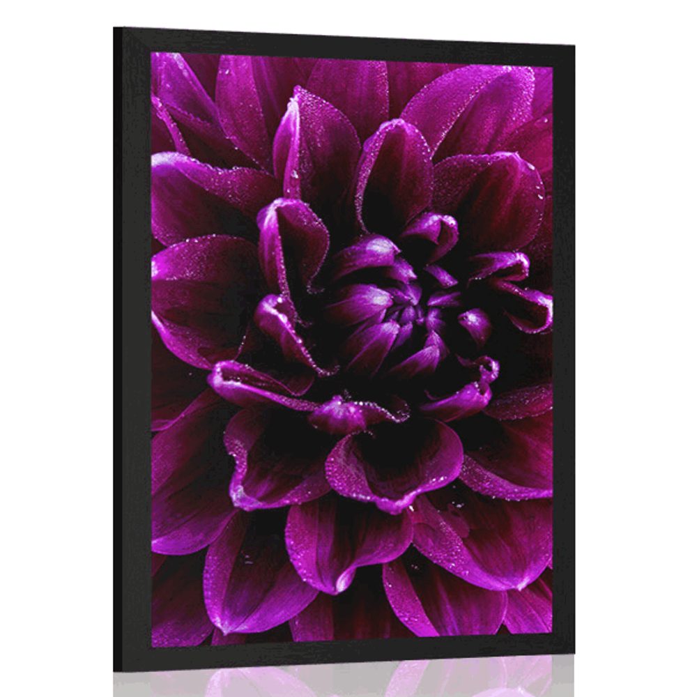 Plakát purpurovo-fialový květ