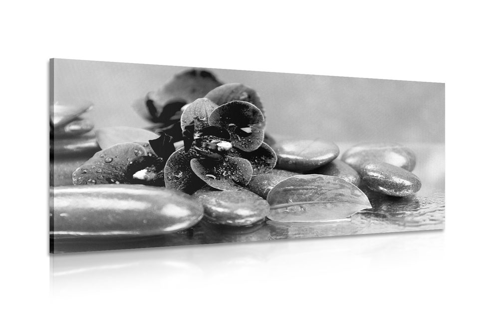 Obraz orchidea s nádychom relaxu v čiernobielom prevedení