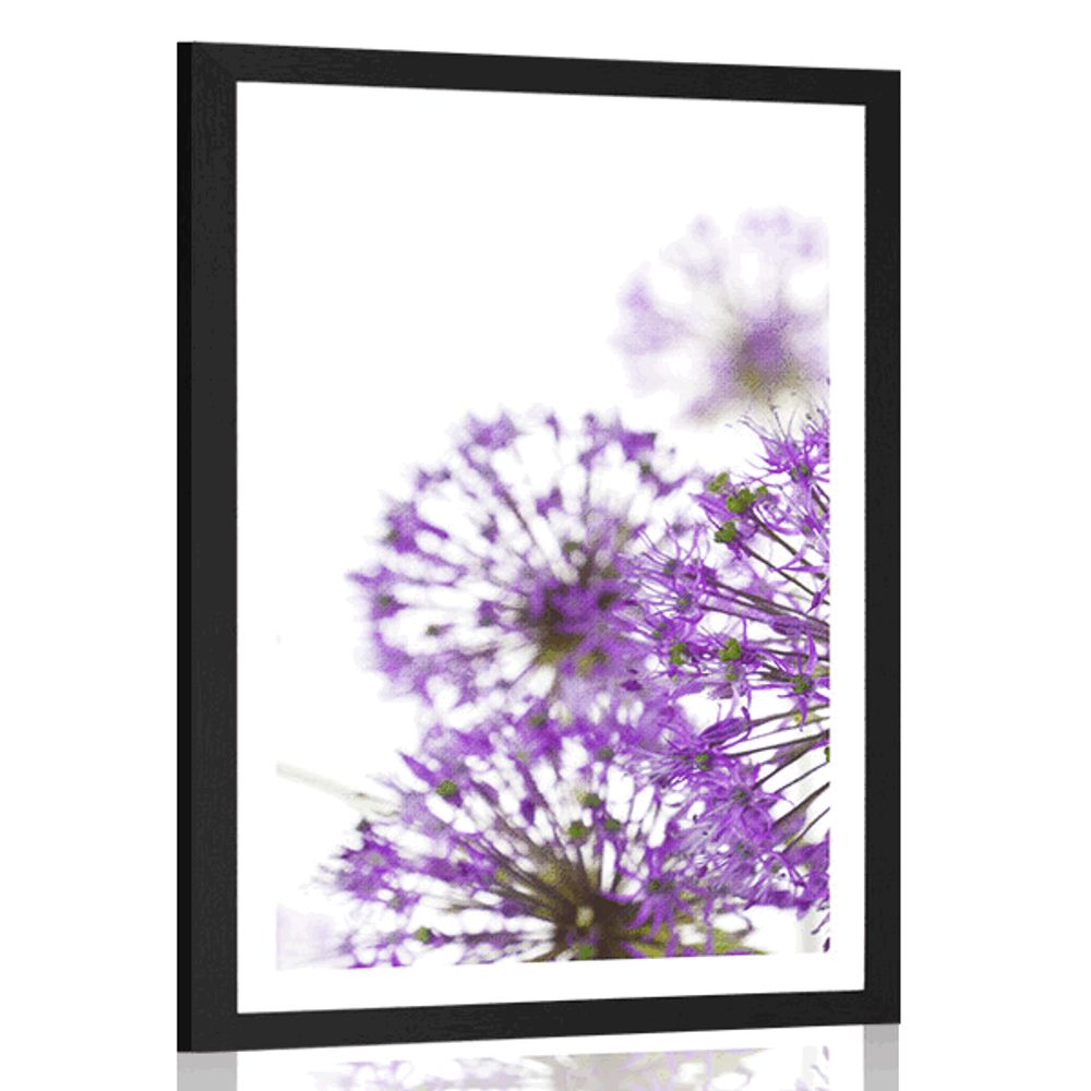 Plakát s paspartou kvetoucí fialové květy česneku