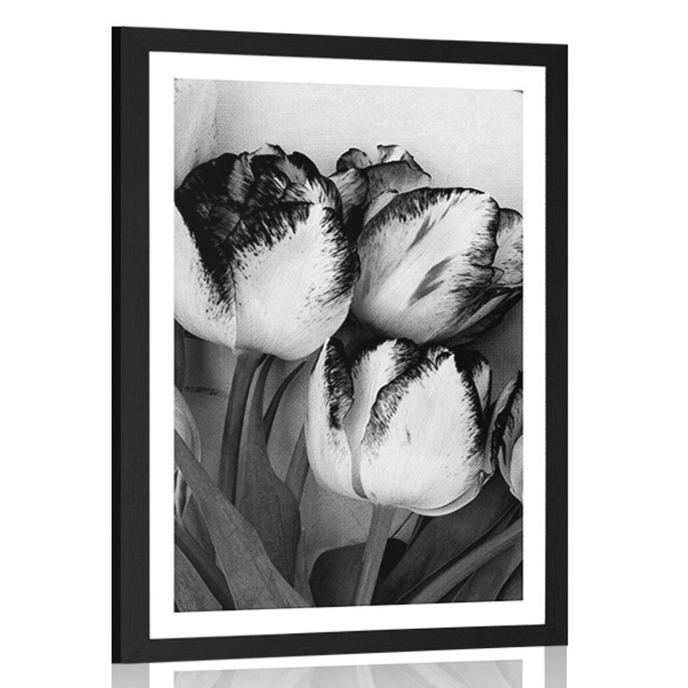 Plakát s paspartou jarní tulipány v černobílém provedení