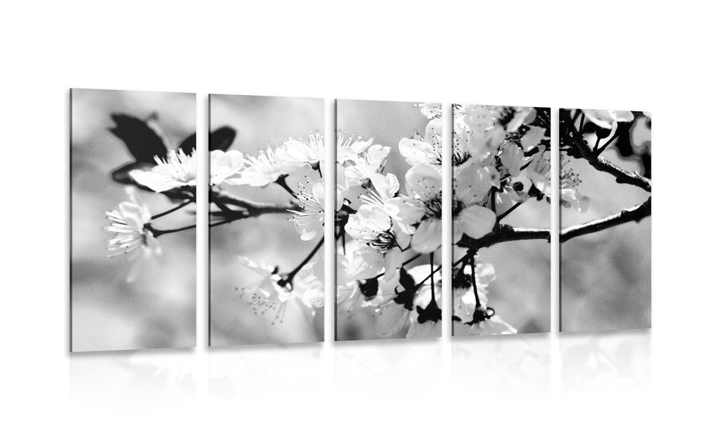 5-dielny obraz čerešňový kvet v čiernobielom prevedení