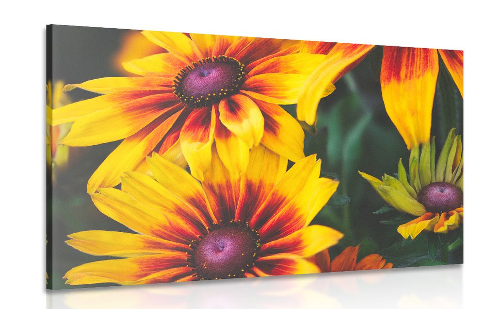 Obraz magické dvojfarebné kvety - 90x60