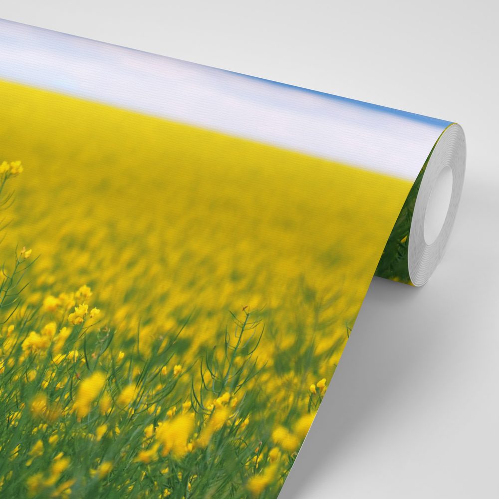 E-shop Samolepiaca fototapeta žlté rozkvitnuté pole