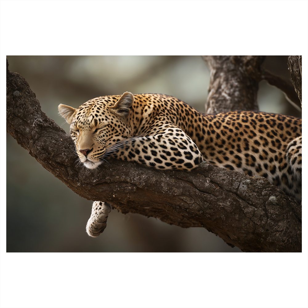 Obraz leopard odpočívajúci na strome