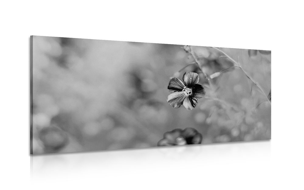 Obraz květiny v černobílém provedení