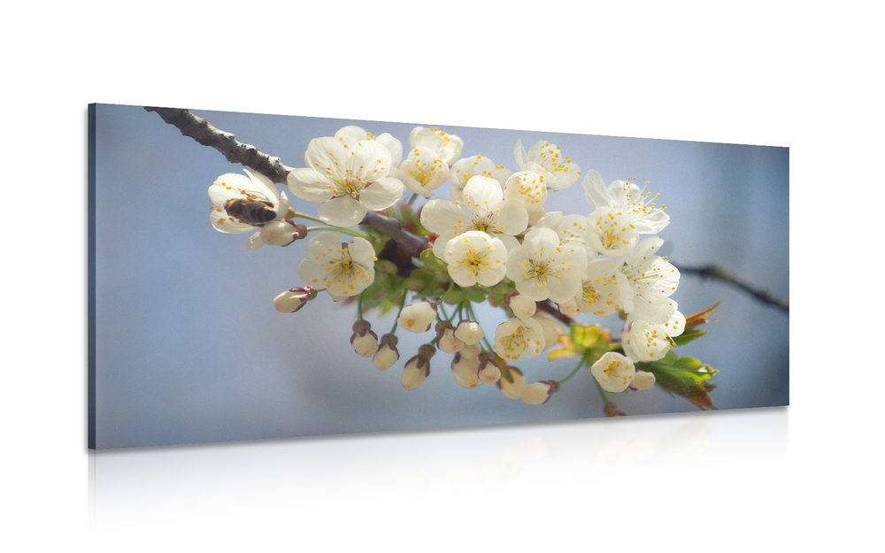Obraz kvitnúci konárik čerešne - 120x60
