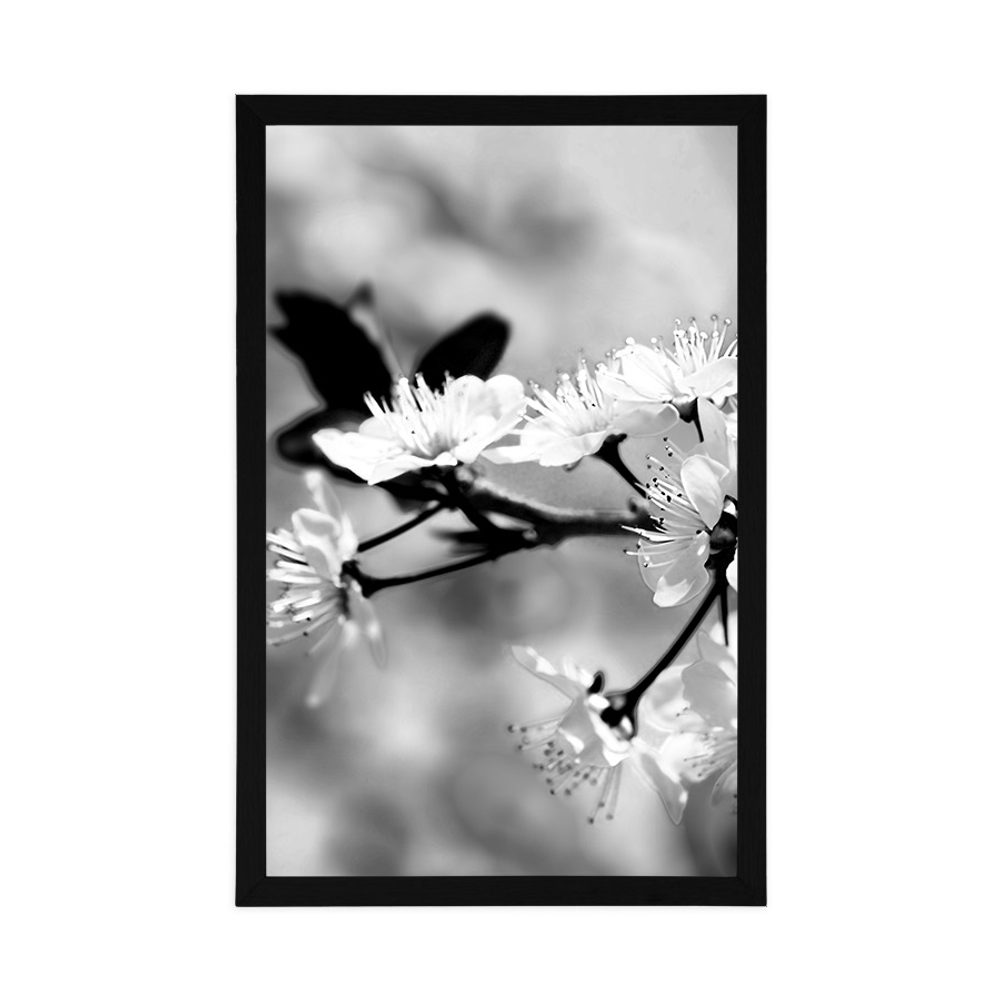E-shop Plagát čerešňový kvet v čiernobielom prevedení