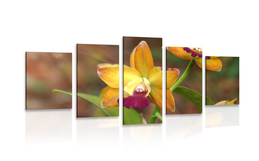 5-dielny obraz oranžová orchidea - 100x50