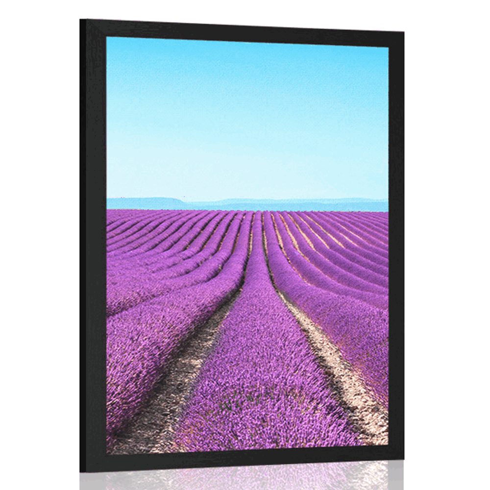 Plakát nekonečné levandulové pole