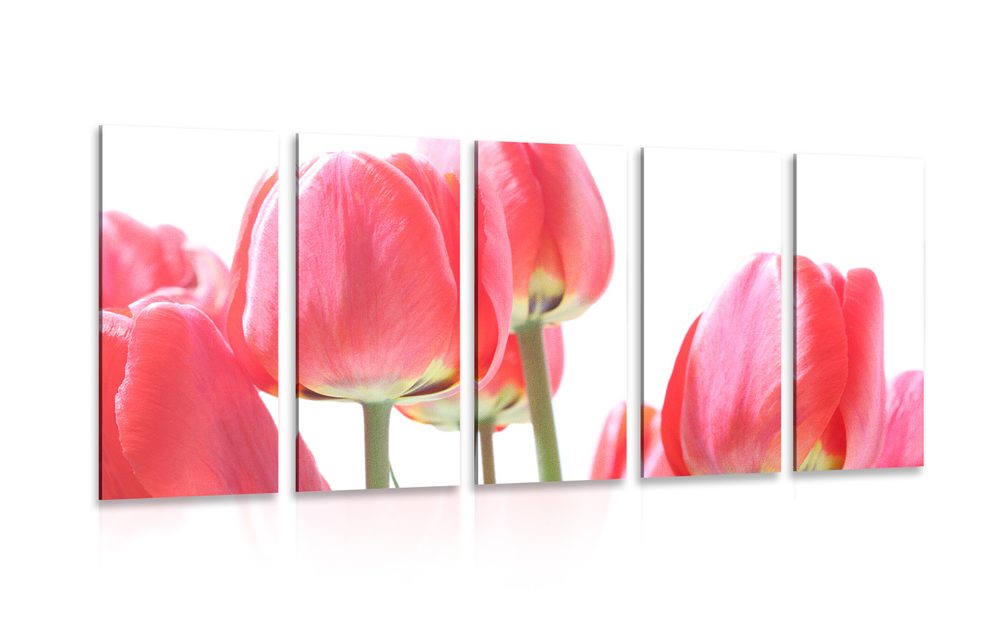 5-dílný obraz červené polní tulipány