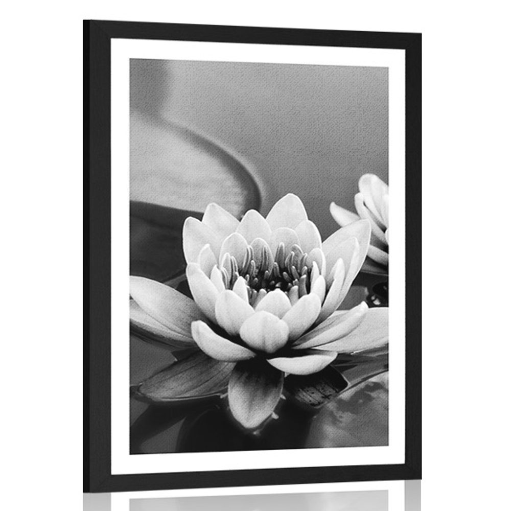 Plakát s paspartou lotosový květ v jezeře v černobílém provedení