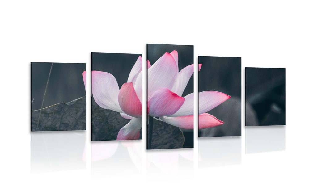 5-dielny obraz jemný lotosový kvet