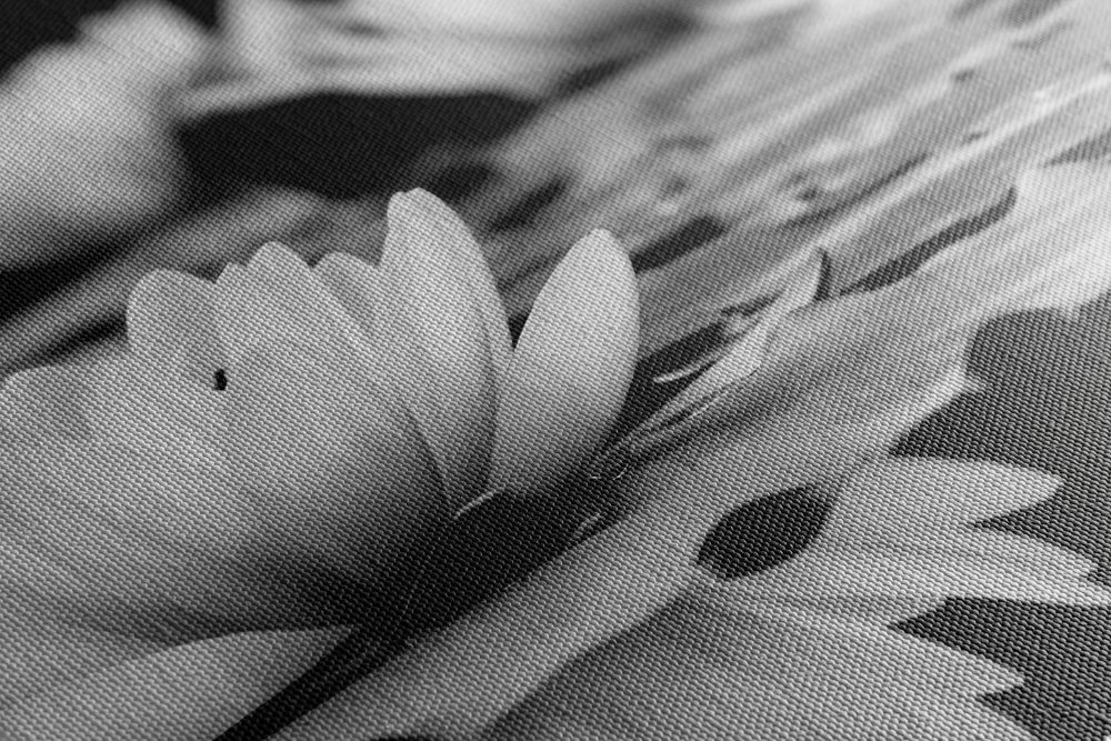 E-shop Obraz lotosový kvet v čiernobielom prevedení