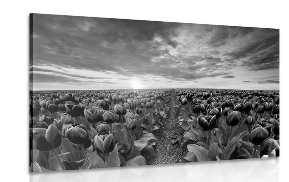 Obraz východ slnka nad lúkou s tulipánmi v čiernobielom prevedení