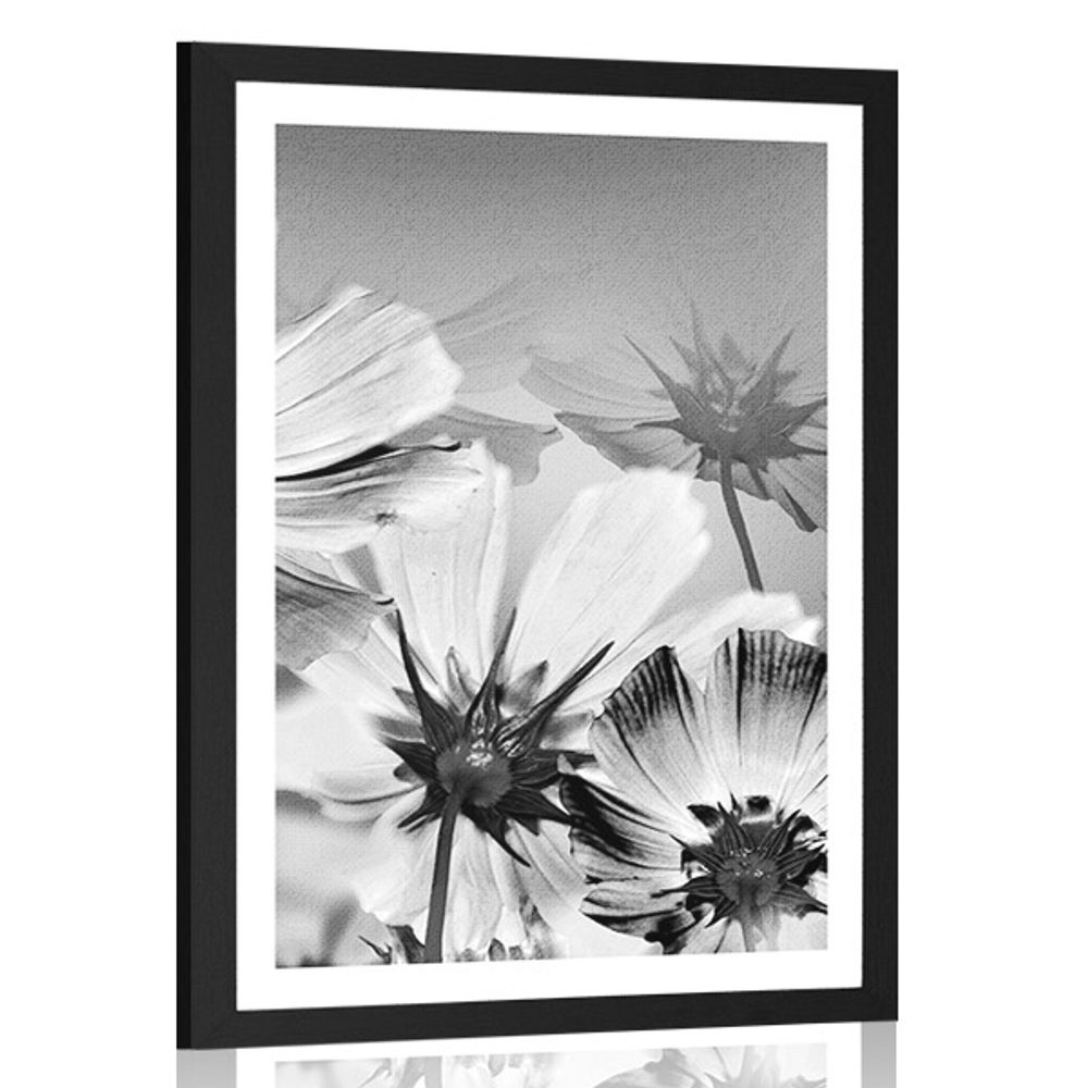 Plakát s paspartou zahradní květiny v černobílém provedení