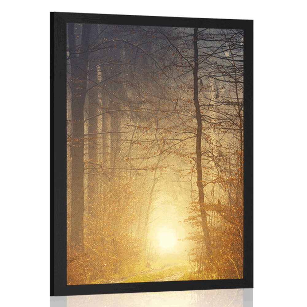 Plakát světlo v lese