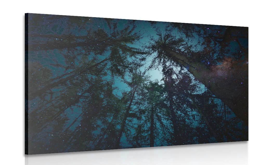 Obraz noc v lese - 120x80