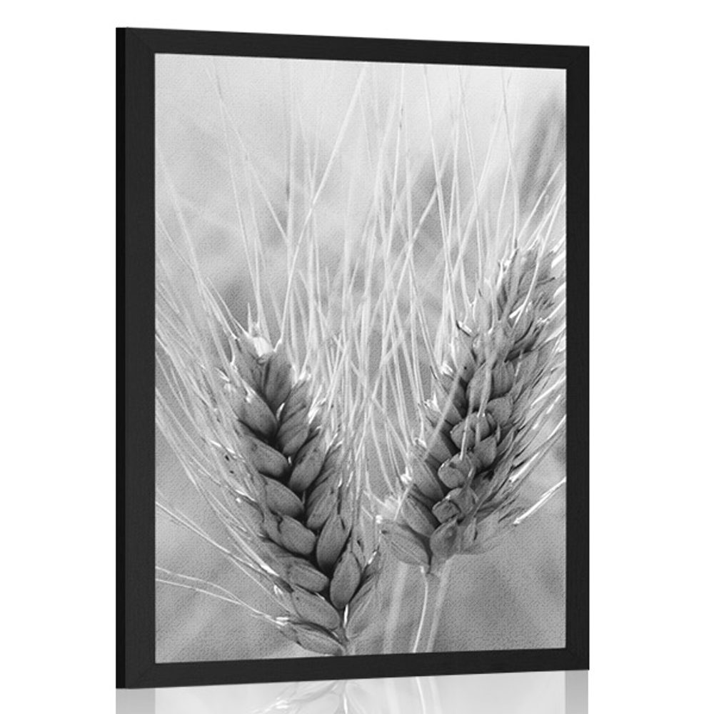 Plakát pšeničné pole v černobílém provedení