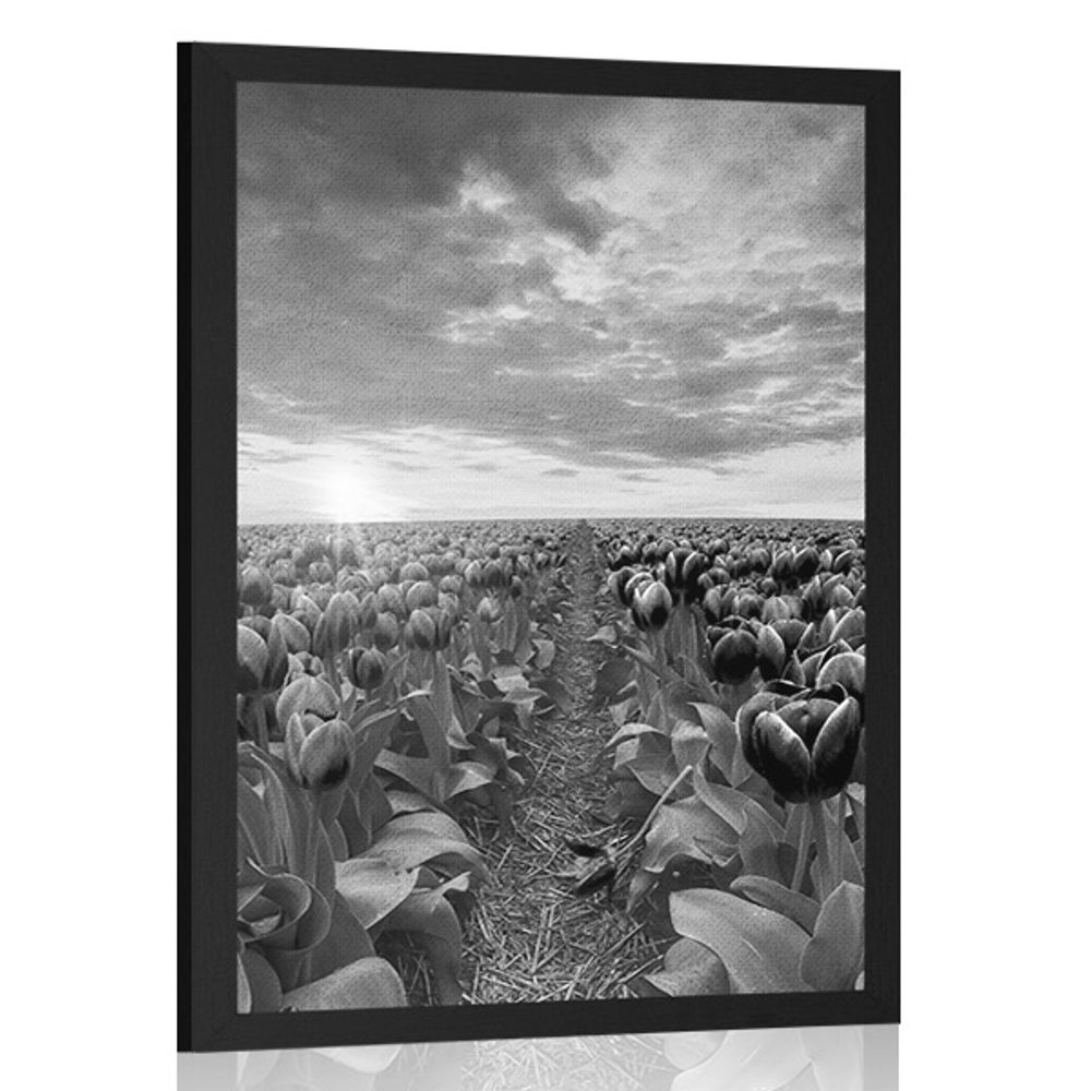 Plakát východ slunce nad loukou s tulipány v černobílém provedení